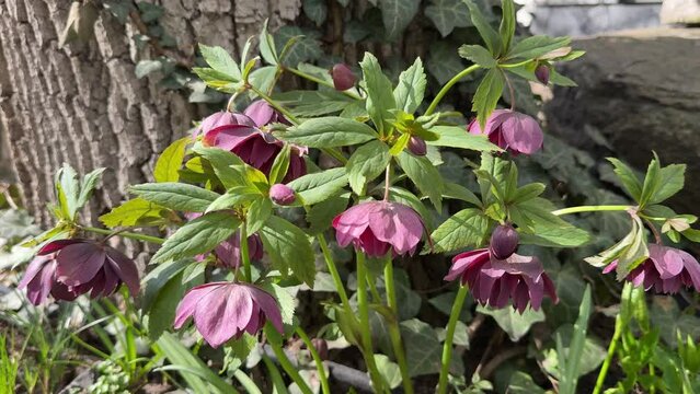 Helleborus Hellebore flowers in the garden.