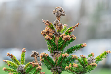 Close-up green spruce shoots in the forest. Sprout of branch coniferous tree in springtime. Young...