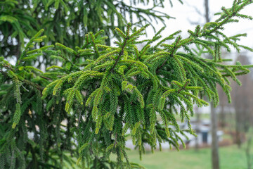 Close-up green spruce shoots in the forest. Sprout of branch coniferous tree in springtime. Young...