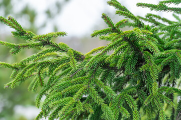 Close-up green spruce shoots in the forest. Sprout of branch coniferous tree in springtime. Young...
