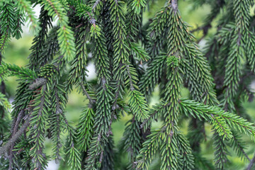 Close-up green spruce shoots in the forest. Sprout of branch coniferous tree in springtime. Young fresh spruce twig and needles. Photo wallpapers in green colors.