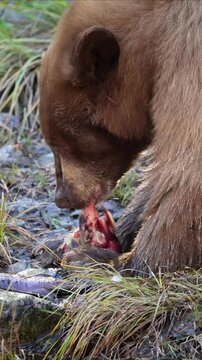 brown bear eating salmon