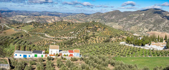 view of Olive trees plantation near La Olvera village, Andalusia