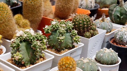 Variety of cacti and succulents in pots on display at botanical market. Home gardening and interior design with desert plants.