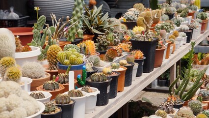 Assorted cacti and succulents in different pots at plant nursery. Gardening and interior decoration with variety of small houseplants on display. Indoor horticulture and botanical diversity.