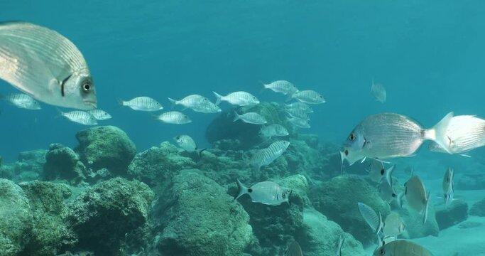sand steenbras eating underwater mormyrus swim