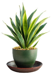 Sansevieria flower in a flowerpot isolated with transparent background. clipart. png