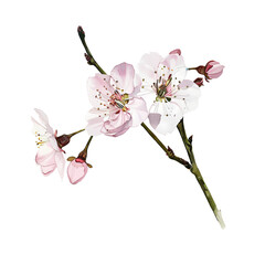 Spring's Whisper Cherry Blossom Watercolor Art