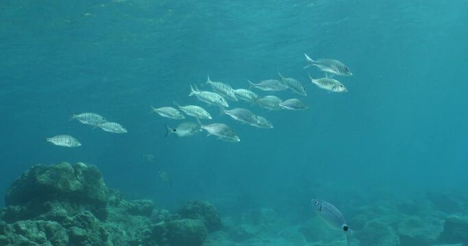 sand steenbras eating underwater mormyrus swim