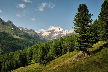 Alpine panorama during the summer in the South Tyrol