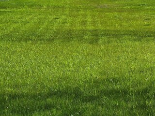 green grass background
