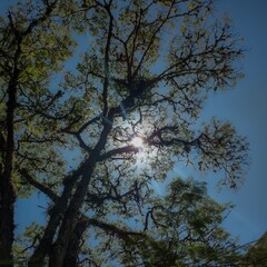 trees and sky