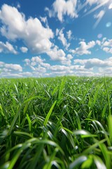 Obraz premium Clean grass, low Angle shooting, wide Angle lens, 