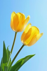 Fototapeta premium Two graceful tulips with gradient yellow hues, 