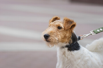 Wire Fox Terrier portrait in show pose - 779097065