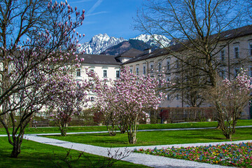 Blooming magnolia trees in the courtyard of Admont Abbey