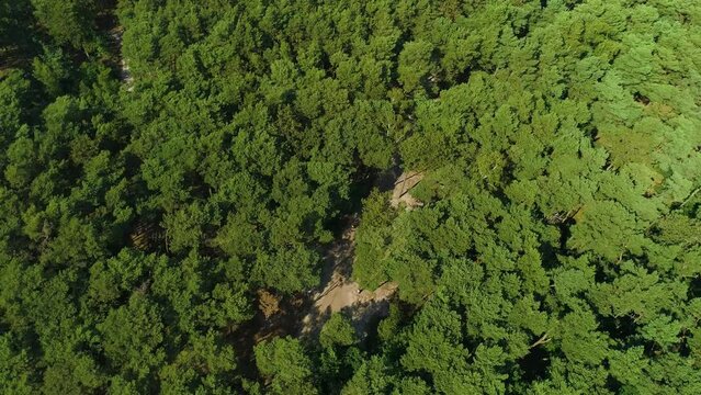Top Down Forest In Karwia Las Aerial View Poland
