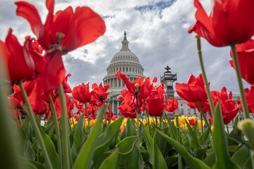 Capital hill of America and tulips