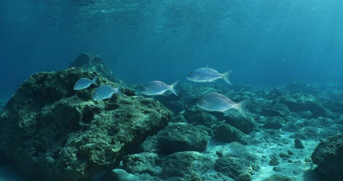 sand steenbras eating underwater mormyrus swim