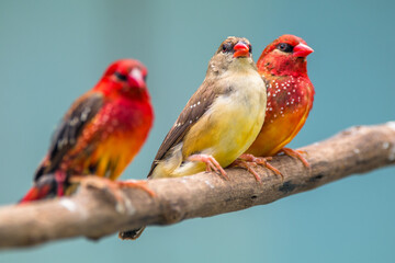 The red avadavat, red munia or strawberry finch, is a sparrow-sized bird of the family Estrildidae. It is found in the open fields and grasslands of tropical Asia and is popular as a cage bird due to 