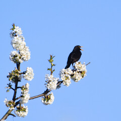 Fototapeta premium Eurasian blackbird aka The common blackbird or Turdus merula is singing perched on the blossoming pear tree in springtime.