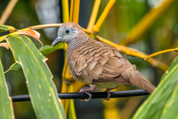 The zebra dove (Geopelia striata), also known as the barred ground dove, or barred dove, is a species of bird of the dove family, Columbidae