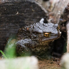 Common toad Bufo bufo hidden in the grass and wood. Huge frog from Czech republic. 
