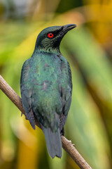 The Asian glossy starling (Aplonis panayensis) is a species of starling in the family Sturnidae. It is found in Bangladesh, Brunei, India, Indonesia