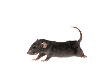 Full length portrait of a rat. Mouse isolated on white background for lettering and header