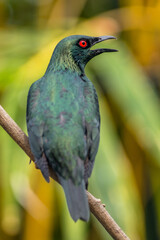 The Asian glossy starling (Aplonis panayensis) is a species of starling in the family Sturnidae. It is found in Bangladesh, Brunei, India, Indonesia