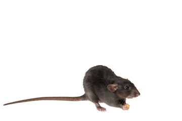 The rat eats cheese. The mouse is holding a treat in its hands. Rodent isolated on white background for lettering and header