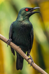 The Asian glossy starling (Aplonis panayensis) is a species of starling in the family Sturnidae. It is found in Bangladesh, Brunei, India, Indonesia