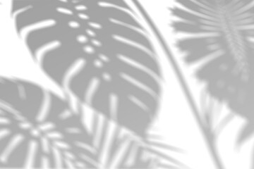 Realistic monstera leaf shadow overlay effect isolated on transparent background. Tropical plant leaves blur shadows on a white wall. .White and Black for overlaying a photo or mockup