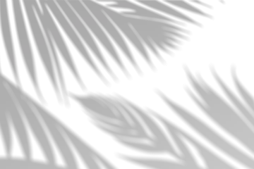 Realistic palm leaf shadow overlay effect isolated on transparent background. Tropical plant leaves blur shadows on a white wall. .White and Black for overlaying a photo or mockup © NataliaArkusha