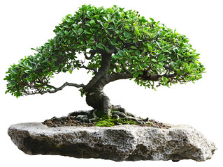 Beautiful bonsai tree on transparent background png