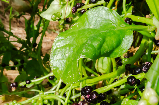 Closeup Of Spinach Leaf On A Vine With Seeds