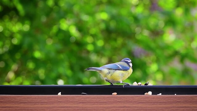 Slow motion blue tit (Cyanistes Caeruleus) landing and pecking peanuts bird food, bokeh nature background