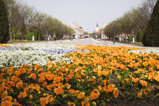 Beautiful Sombor Serbia city park and historic downtown view