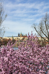 Blooming pink cherry tree in springtime, Prague Castle in background. Czech Republic.