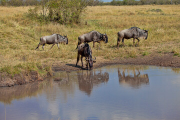 Wildebeest drinking at a waterhole. Taken in Kenya