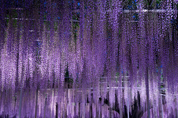 ライトアップされた藤棚