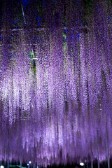 ライトアップされた藤棚