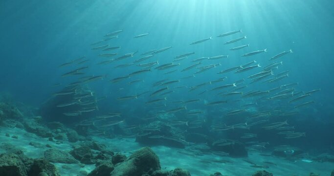 underwater fish scenery from mediterranean  barracuda ocean scenery underwater landscape
