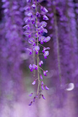 ライトアップされた藤棚