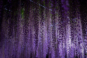 ライトアップされた藤棚