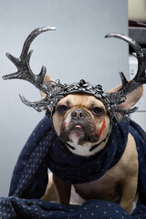 Bulldog dog is ready for Halloween celebration and wearing big horns raised his head up.