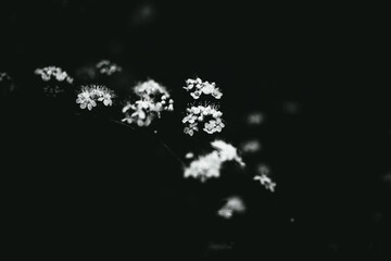 A beautiful black and white photograph of delicate flowers in the summer night air. The romanticism...