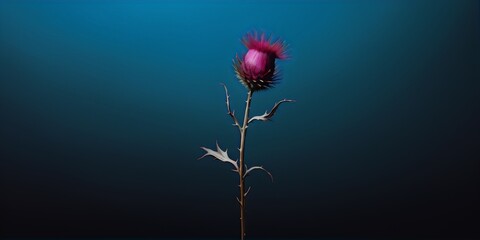 Solitary, dark-hued flower against a deep blue backdrop.