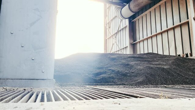 Timelapse low angle Grain delivery. oleic sunflower seed is poured into a silo
