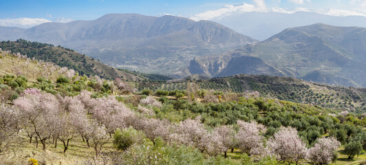 Flowered Almond trees near Beas de Granada , Spain